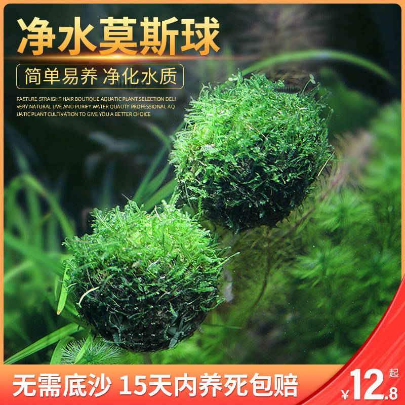 速发鱼缸莫斯半球凤尾水莫斯懒人苔草垂泪莫斯草缸造景阴性鱼悬浮