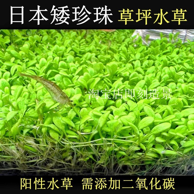 速发矮珍珠水草趴地爬地前景草迷水下叶景坪你不长高无菌杯