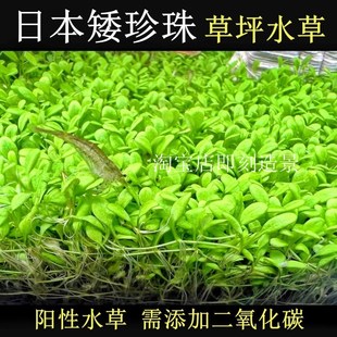速发矮珍珠水草趴地爬地前景草迷水下叶景坪你不长高无菌杯