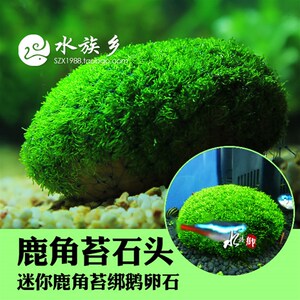 速发迷你鹿角苔m养鱼缸造景莫草虾缸斯缸鹿角苔新手易o冒泡增氧水