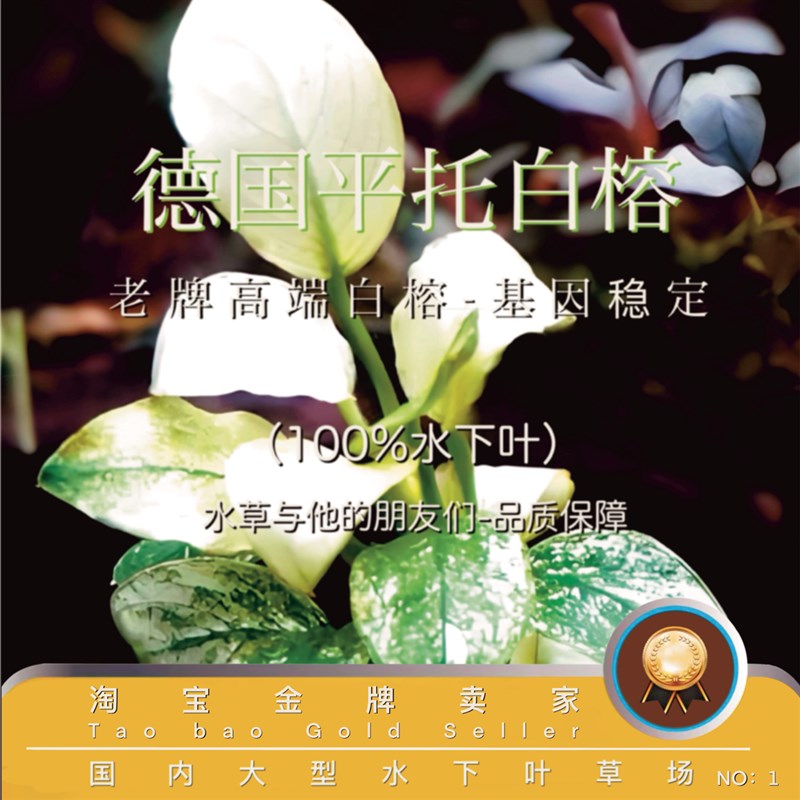 速发平托白榕(10性%水榕叶)阴0白下水榕。无碳可养殖易活