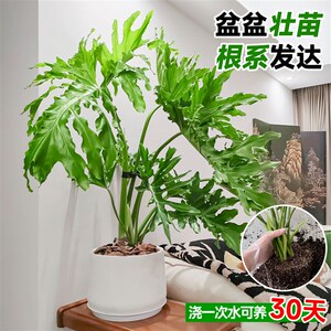 现货龙鳞春羽盆栽大叶老桩观叶植物蔓绿绒春雨室内绿植好养活四季