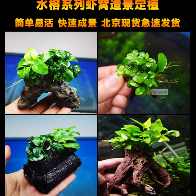 速发虾窝小榕迷你啡金榕前黄榕虾窝水草定植造景咖景装饰易活