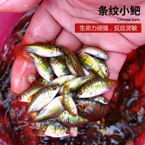速发原生鱼生赏冷水鱼条纹小鲃二水小溪鱼淡须鲃群游鱼好养耐活观