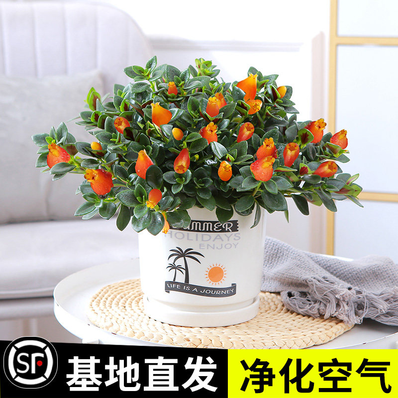 速发金鱼吊兰盆栽带花苞大盆金鱼花四季室内客厅常青绿植物好养活