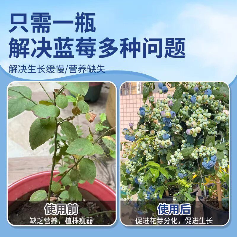 速发蓝莓专用肥料盆栽土壤调酸蓝莓促生长酸性植物专用营养液肥料