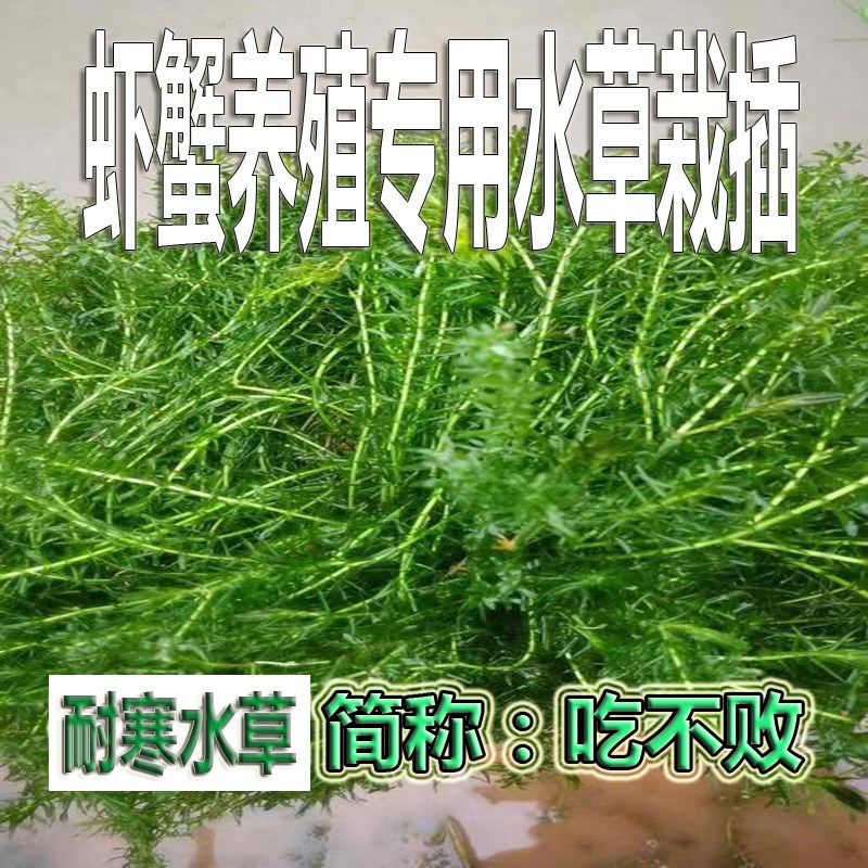 速发插产养殖用鲜活栽食水草耐寒草净化水质虾蟹水用水草吃不败伊