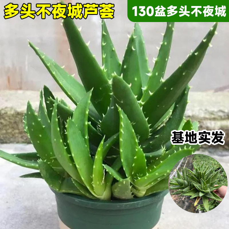 新款芦荟盆栽室内清新空气好养活桌F面四季常青植物仙人掌多肉花