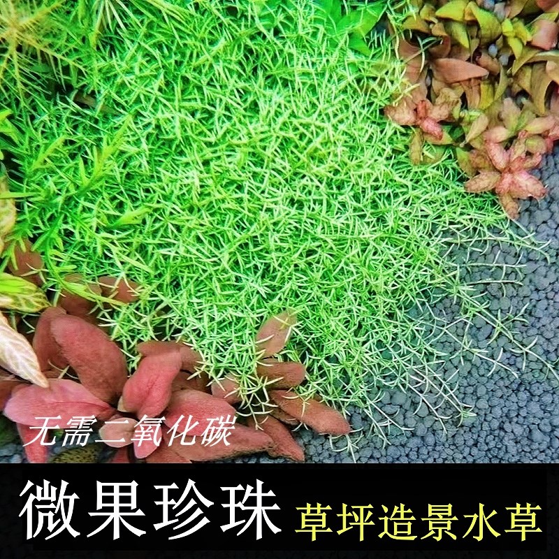 速发阴性前景好养微果草装手懒人鱼缸草缸造景新饰水坪草草