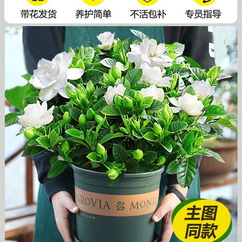 新款栀子花盆栽花卉绿植室内四季A开花水培植物茉莉花清香木金钻