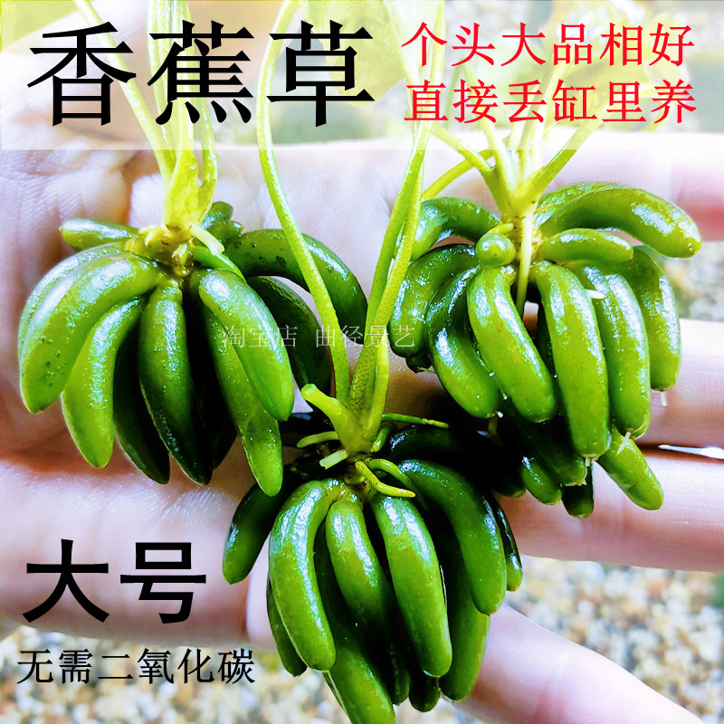 速发水蕉草香草大品精号鱼缸懒人造景