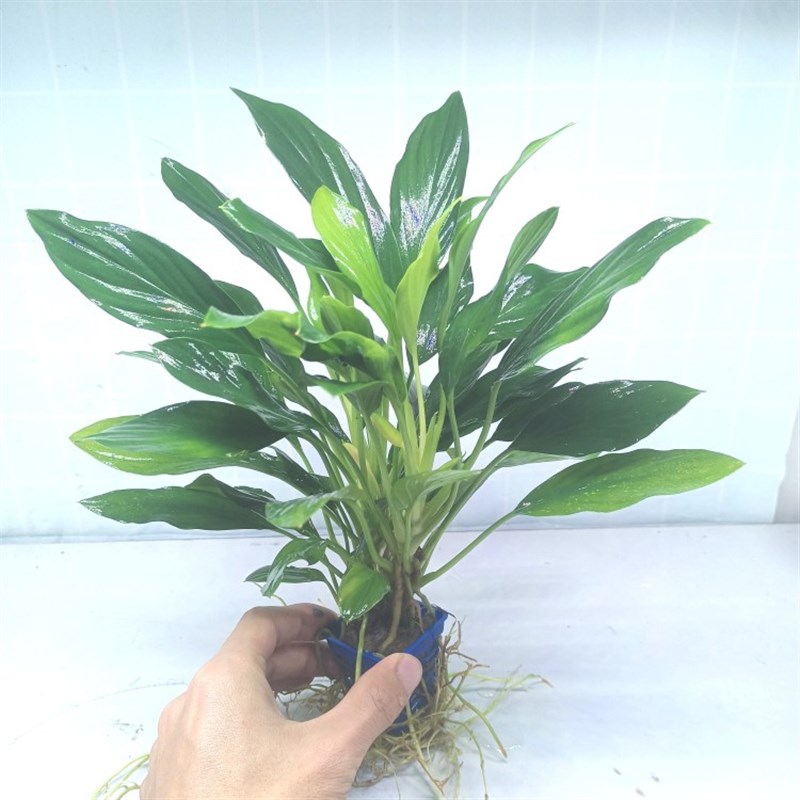 速发鱼缸水草泰国景翠水草鱼缸造草水草水翡阴性水草