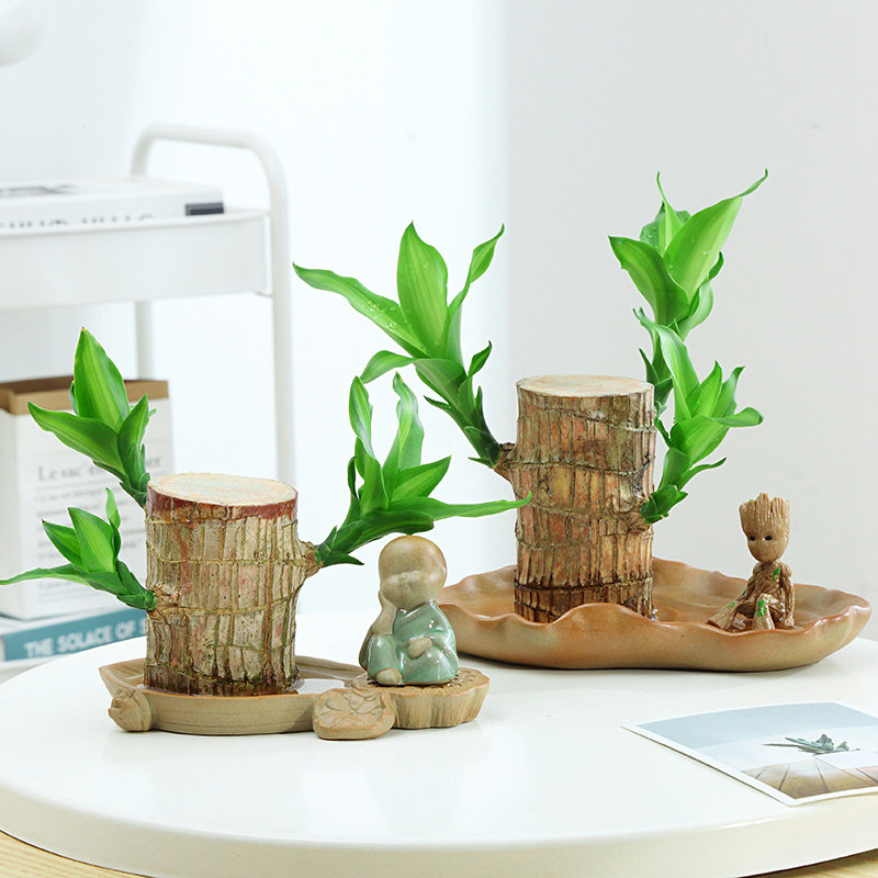速发木水季幸运木开花绿植物内盆栽水培植室格鲁特小树人四养带芽