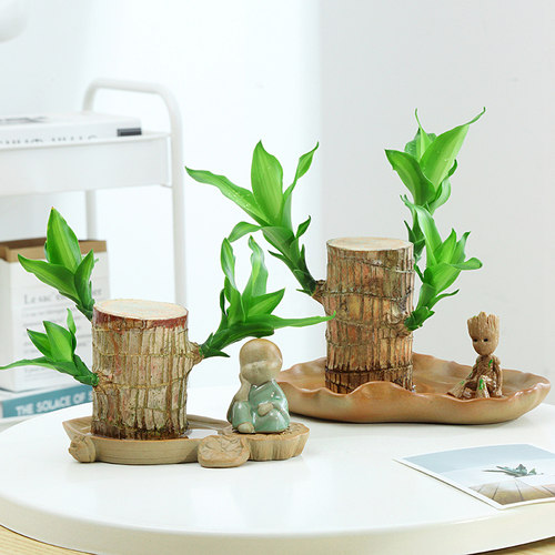 速发木水季幸运木开花绿植物内盆栽水培植室格鲁特小树人四养带芽