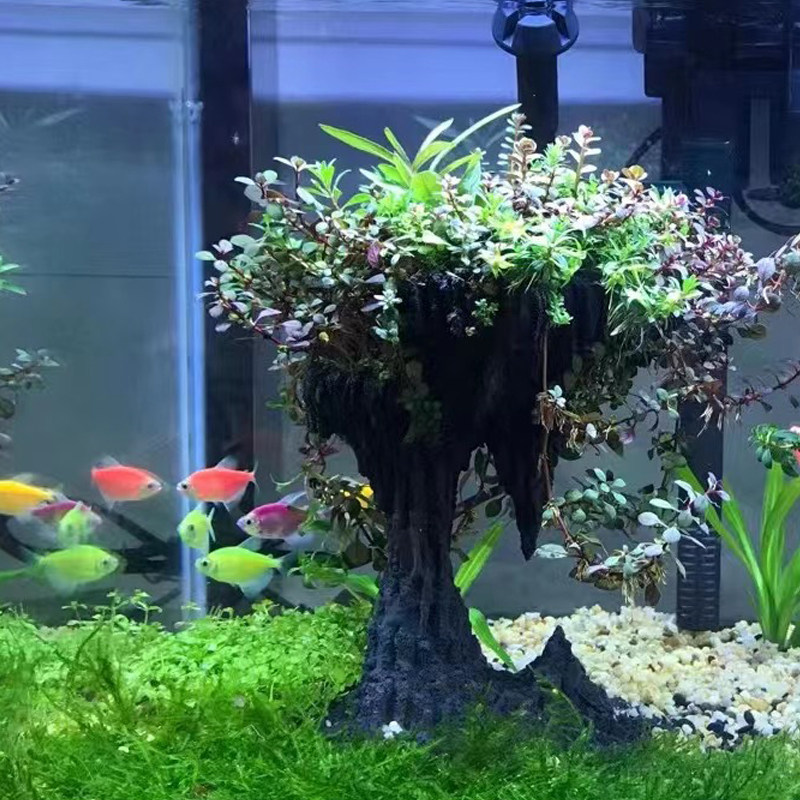 速发高增石混合水草鱼缸草缸造景矮珍珠空中花园懒人脚a 阴性ad氧