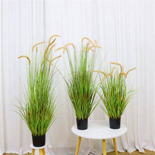 仿真狗尾巴草芦水苇草绿植物影楼干花橱草窗农摄LVP041家乐装饰拍