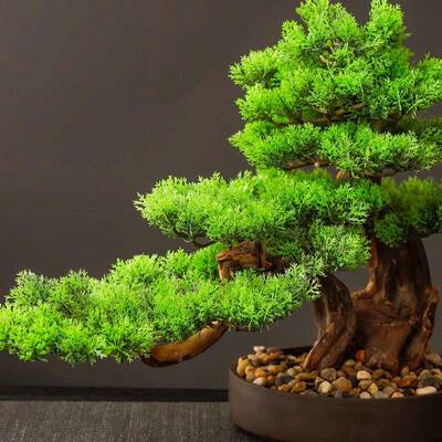 真迎客tb-62872松摆件新中式客仿厅面玄桌装饰实木绿植盆景关酒店