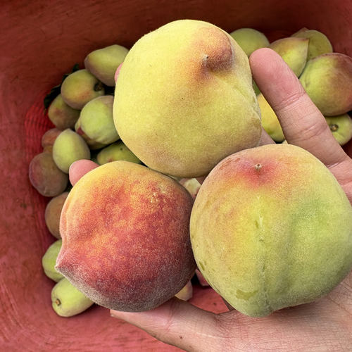 云南现摘酸甜咸脆卤桃