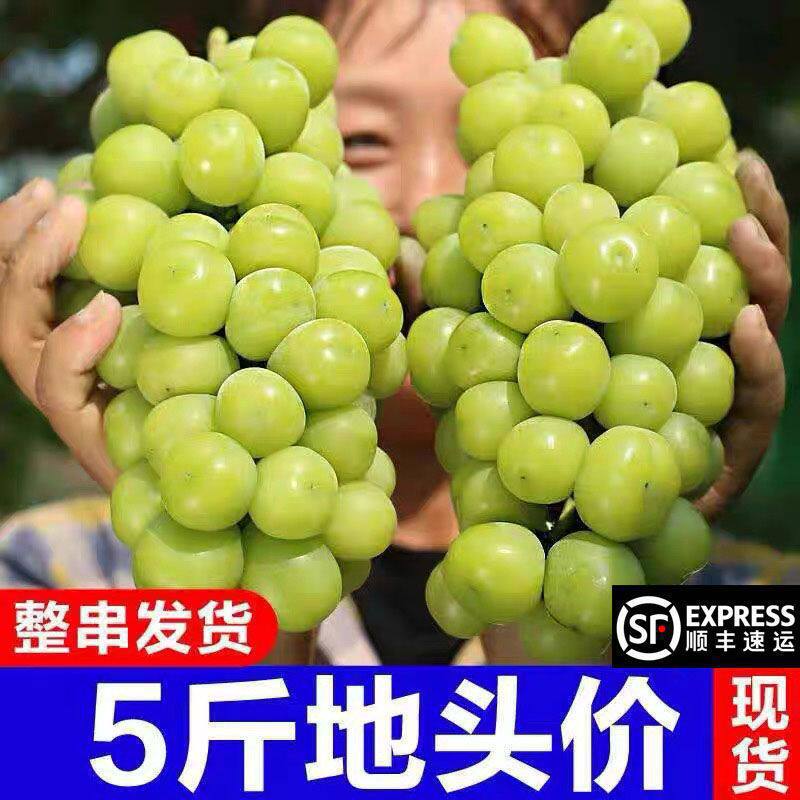 阳光玫瑰葡萄新鲜水果晴提子青提大果整串国产整箱