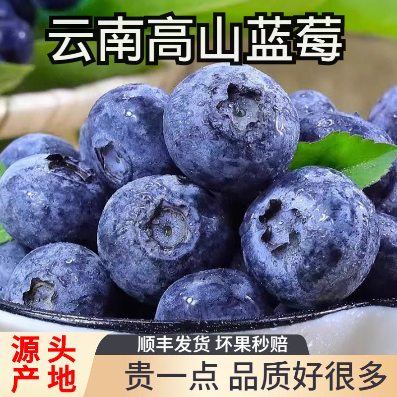 云南蓝莓新鲜水果当季蓝梅鲜果现摘高山怡颗孕妇可食大果整箱包邮