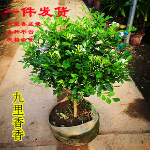 九里香花苗七里香苗盆栽芳香花卉夏季 开花 驱蚊室内外庭院植物四季