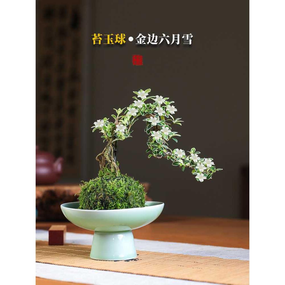 苔玉六月雪造型盆景苔藓球微景观懒人好养水培绿植室内桌面花卉