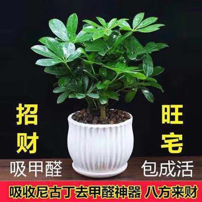 速发八方来财盆栽鸭脚木四季常青桌面花卉盆景发财树客厅旺宅水培