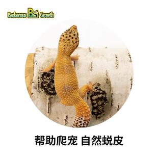 白桦木躲避洞穴爬宠箱造景树枝蜕皮攀爬守宫蜥蜴蛇树根摆件装饰