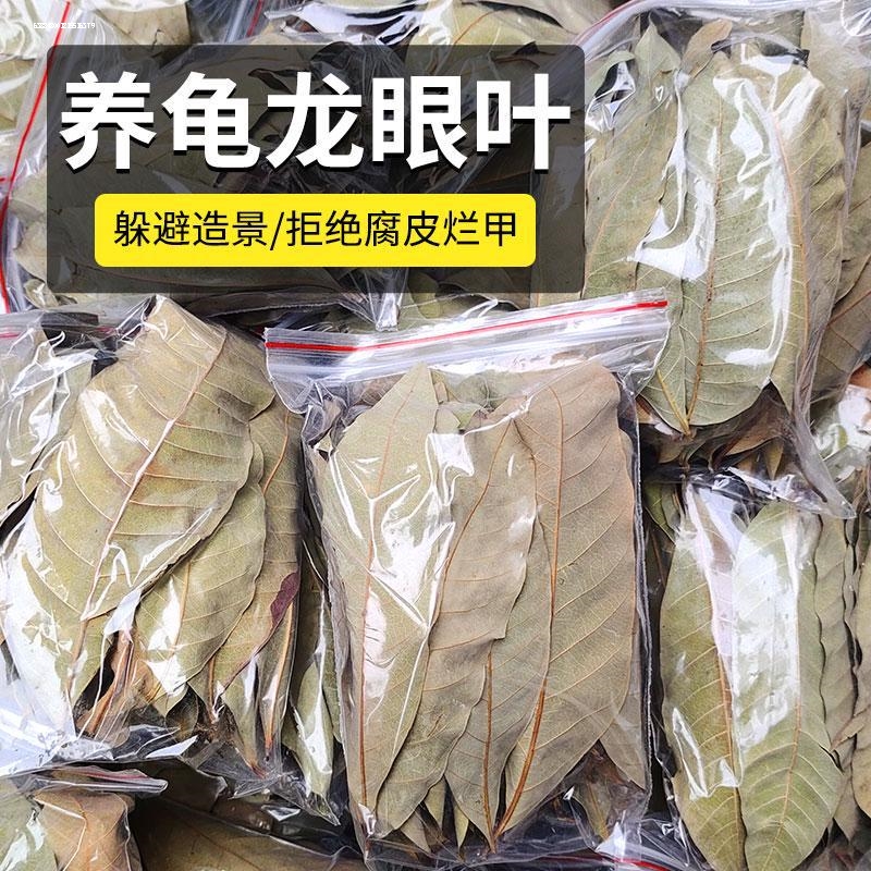 鱼缸榄仁叶降酸调节Ph值水族橄榄叶龙眼叶懒人叶斗鱼乌龟专用叶子