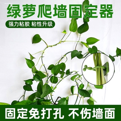 绿萝花卉爬藤架固定神器支撑花架无痕扣藤蔓植物攀爬墙上挂钩花夹