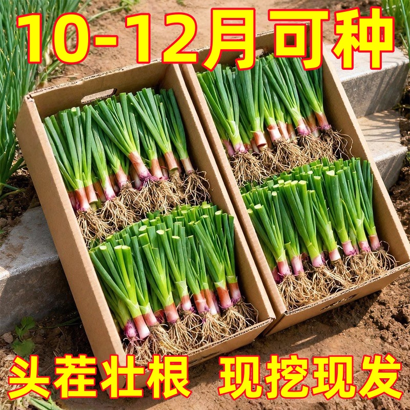 韭菜根苗宽叶夏季头茬紫根现紫根根大叶室内耐寒阳台蔬菜盆栽庭院