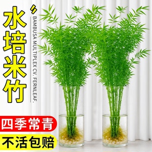米竹水培苔藓球植物室内盆栽微观盆景凤尾竹观音竹观赏竹子小米竹
