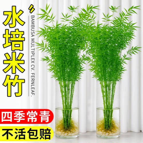 米竹水培苔藓球植物室内盆栽微观盆景凤尾竹观音竹观赏竹子小米竹