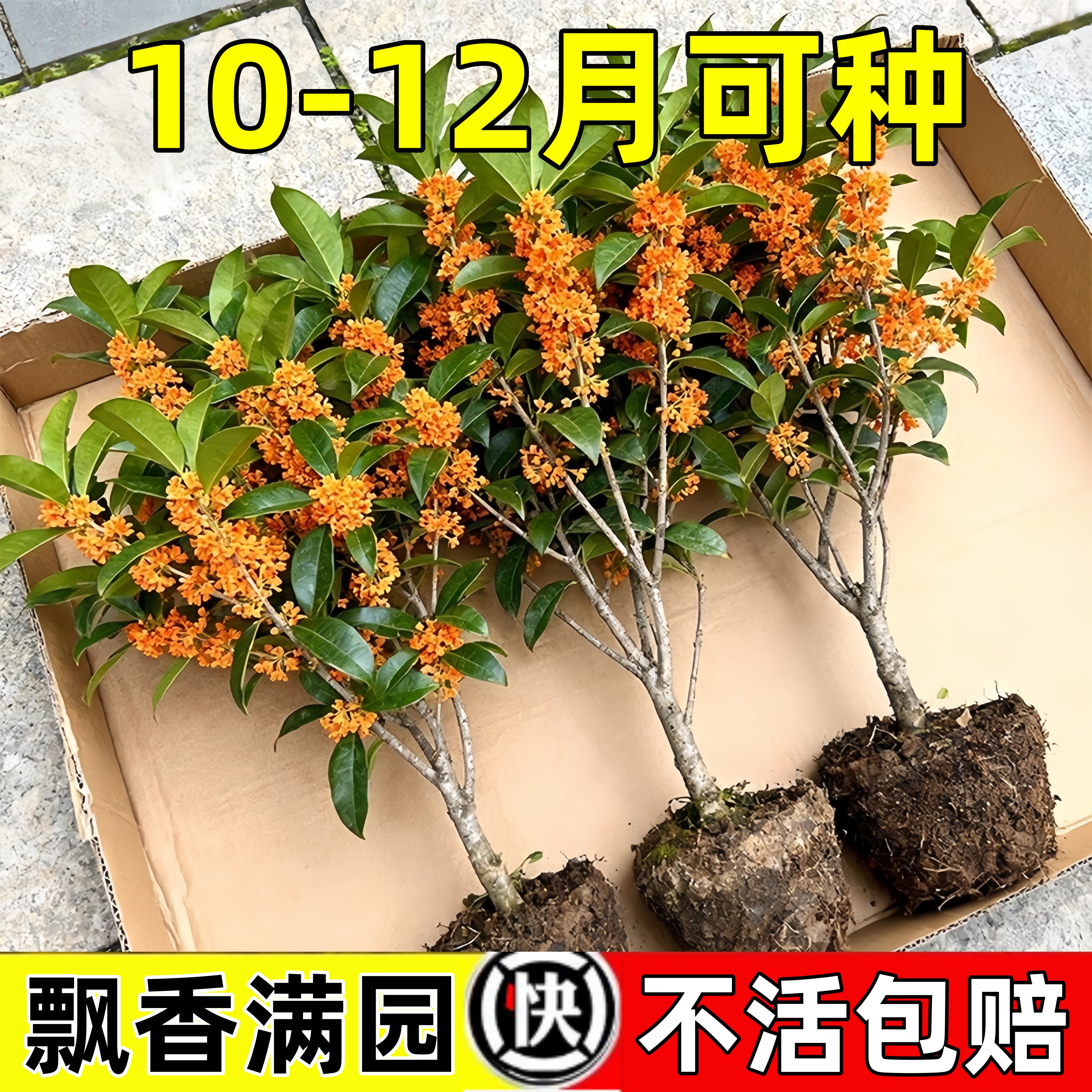 桂花树苗盆栽室内室外绿植阳台庭院植物嫁接金桂丹桂沉香桂八月桂