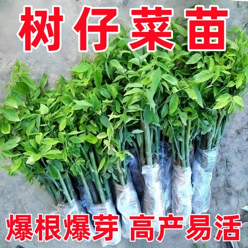 树仔菜广东潮汕菜新鲜树仔菜盆栽树仔菜苗海南野菜苗天绿香守宫木