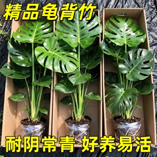 大叶龟背竹水培植物老桩办公室桌面高级感绿植盆栽室内四季好养活