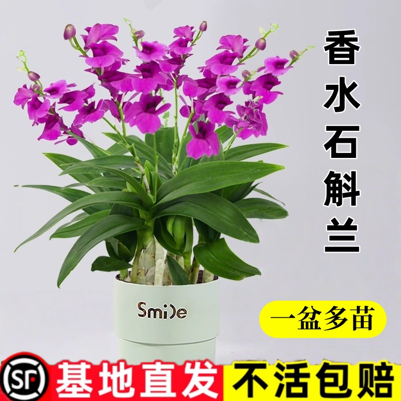 香水石斛兰盆栽带花室内花卉植物客厅办公桌面绿植好养活四季开花