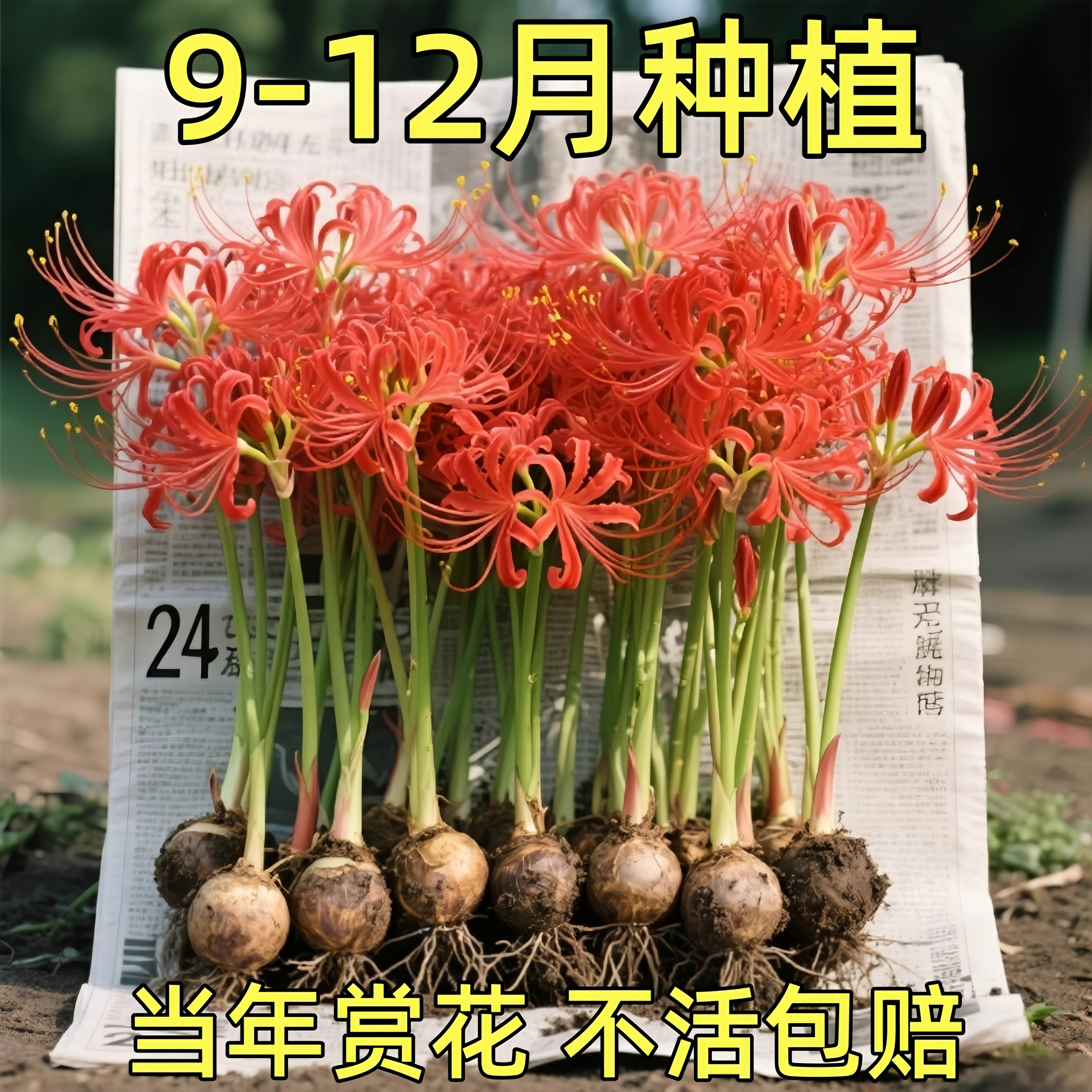彼岸花种球宿根盆栽彼岸花苗曼陀罗珠沙华多年生石蒜室内外植物