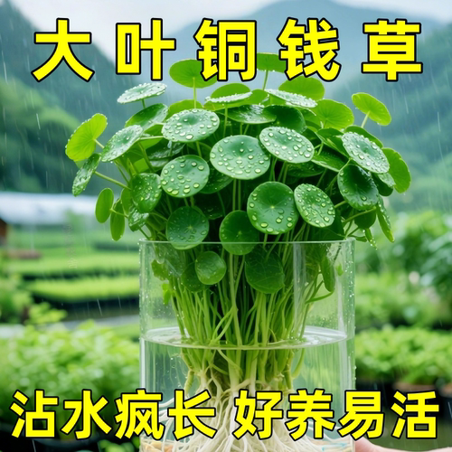 精品大叶铜钱草水培植物金钱草盆栽水养绿植办公室内好养客厅旺宅