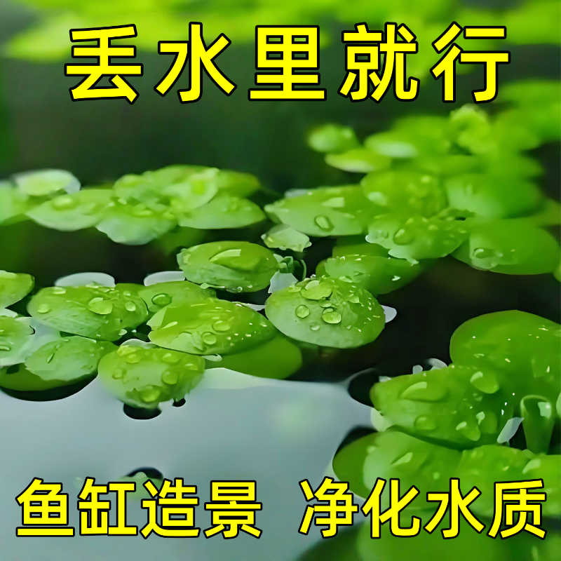 圆心萍浮萍水草植物鱼缸造景水培植物净化水质鱼虾龟缸漂浮水草