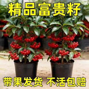 富贵籽盆栽金玉满堂植物耐寒富贵子花卉室内植物带果发货年宵花