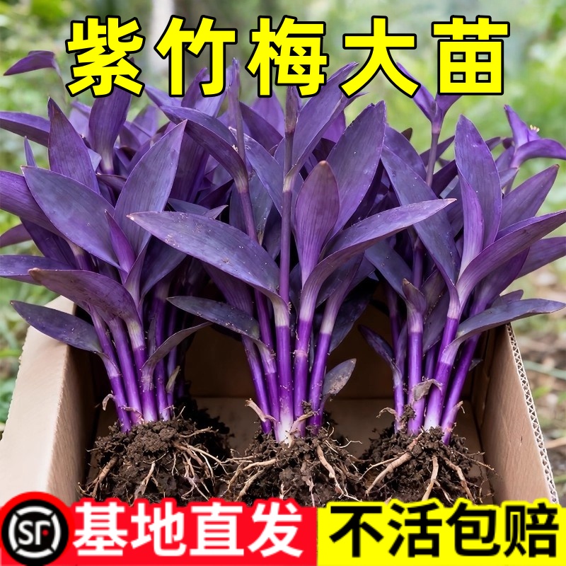 紫竹梅盆栽水培植物室内好养四季花卉绿植紫罗吊兰办公室客厅桌面