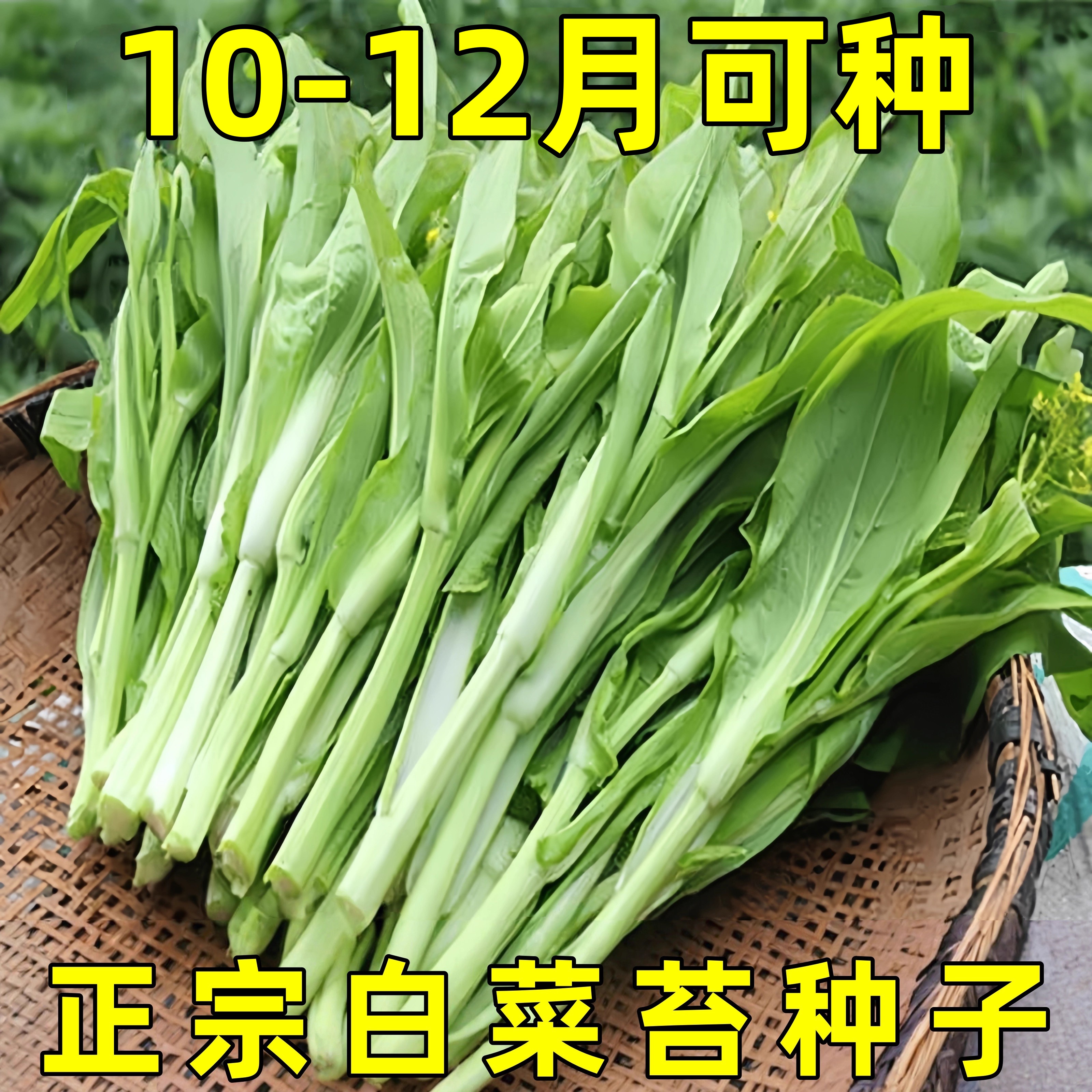好润青甜脆白菜苔种子早熟高产侧芽多味甜软白菜心蔬菜种子