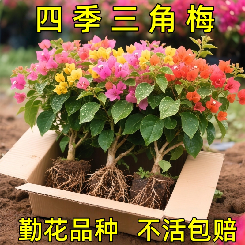 重瓣红三角梅盆栽带花三角梅苗勤花品种爬藤老桩室内花卉植物四季