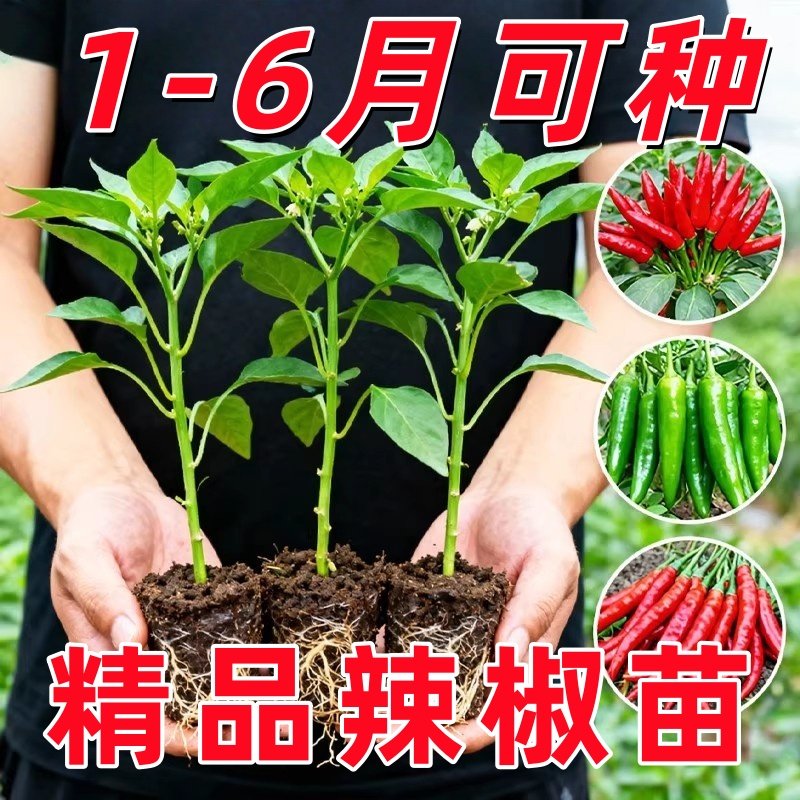 湖南正宗樟树港辣椒苗秧苗四季盆栽小米辣朝天椒螺丝椒高产阳台,鲜花速递/花卉仿真/绿植园艺,种苗/半成品盆栽,淘宝优惠券,粉丝福利购,淘宝优惠卷