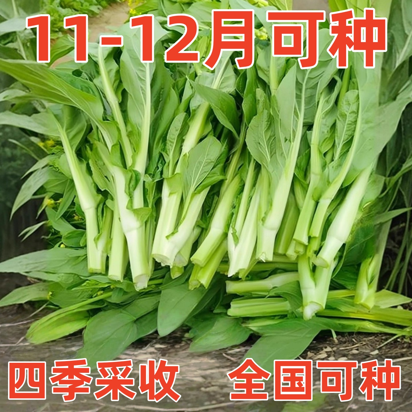白菜苔种子速生四季早熟奶油白菜台种籽四九菜心蔬菜种植阳台庭院