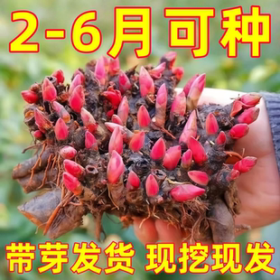 芍药根块花卉盆栽好养活室内观花植物多年生花苗带芽种根花根重瓣