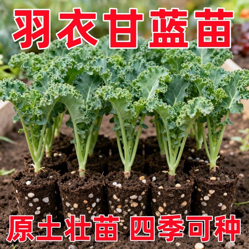 羽衣甘蓝秧苗四季可种羽衣甘蓝大苗阳台可食用苗耐寒秋冬蔬菜女王,鲜花速递/花卉仿真/绿植园艺,种苗/半成品盆栽,淘宝优惠券,粉丝福利购,淘宝优惠卷