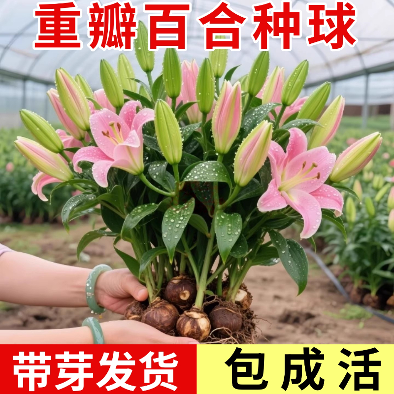 香水百合花种球重瓣大花可食用室内绿植种子盆栽阳台客厅好养植物