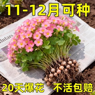 酢浆草种球种籽春植炸浆草紫色关节酢浆草种子四季 早花卉盆栽